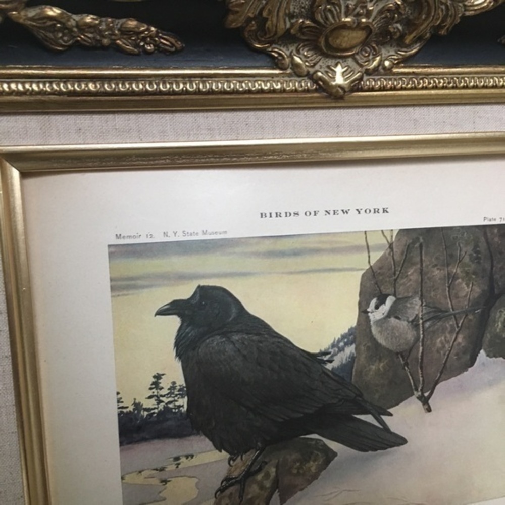 Antique Ornithological Bird Print Original Raven Canada jay - Picture 12 of 14
